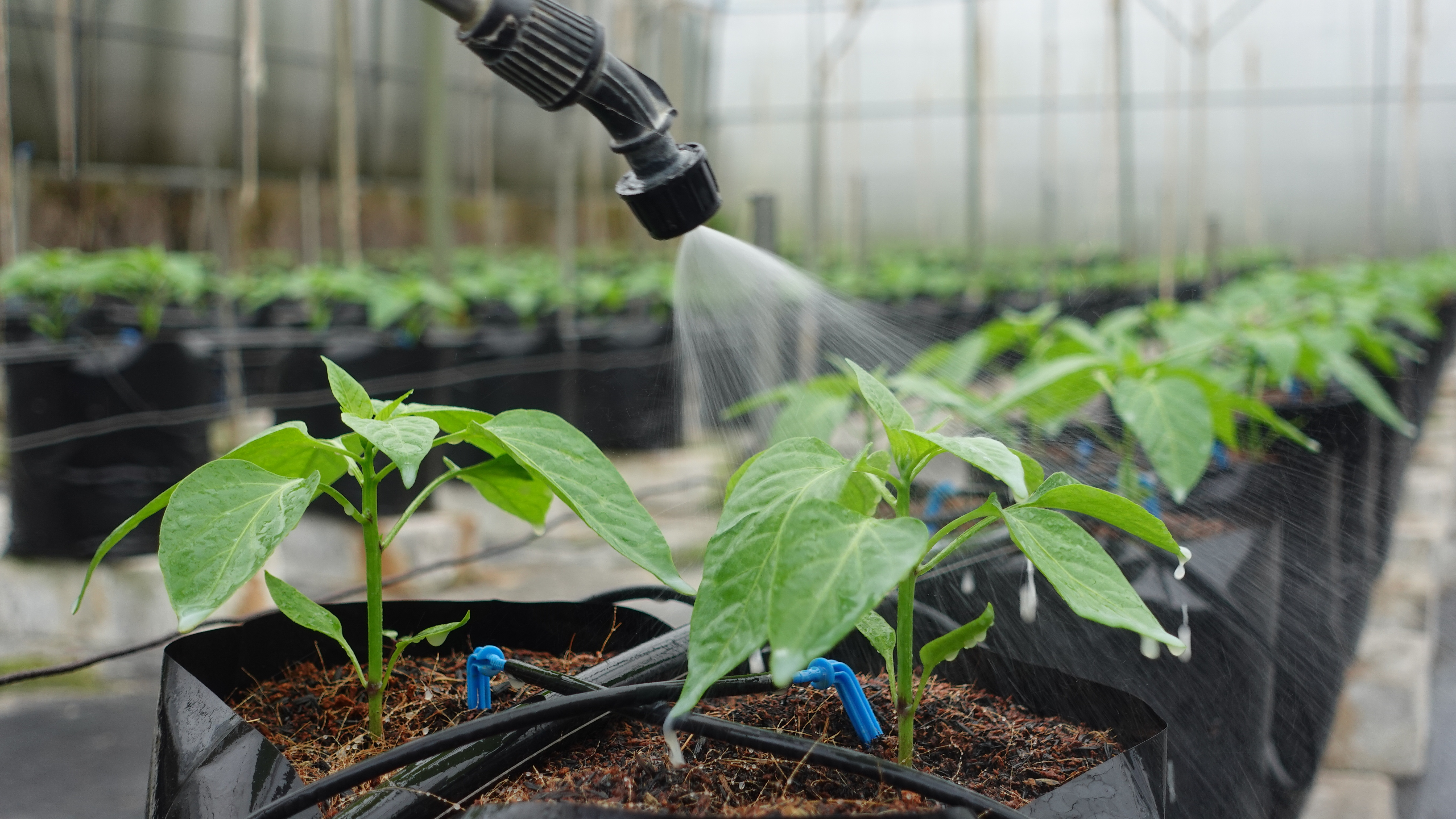 Agricultura IoT Altoandina